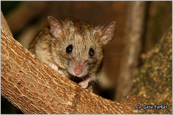 500_house_mouse.jpg - House mouse, Mus domesticus, Kucni mi,  Mesto - Location Temerin, Serbia