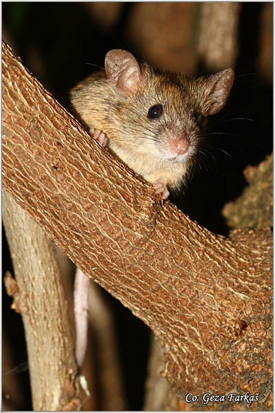 501_house_mouse.jpg - House mouse, Mus domesticus, Kucni mi,  Mesto - Location Temerin, Serbia