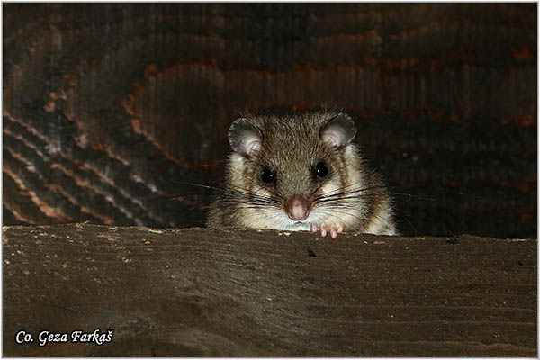 600_edible_dormouse.jpg - Edible dormouse,  Glis glis, Veliki puh, Mesto - Location: Yelengora mountine, Bosnia and Herzegovina