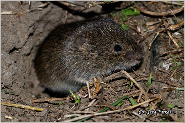 798_water_vole.jpg - Water Vole, Arvicola terrestris, Vodena voluharica, Mesto - Location: Slano kopovo, Serbia