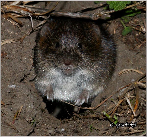 799_water_vole.jpg - Water Vole, Arvicola terrestris, Vodena voluharica, Mesto - Location: Slano kopovo, Serbia