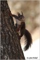 202_red_squirrel