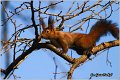 209_red_squirrel
