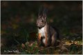 211_red_squirrel