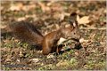 223_red_squirrel