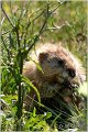 358_muskrat