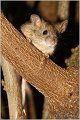 501_house_mouse