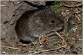 798_water_vole