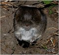 799_water_vole