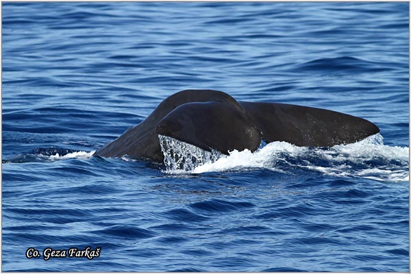 01_sperm_whale.jpg - Sperm whale, Physeter macrocephalus, Uljeura, Mesto - Location: Ponta Delgada, Sao Miguel, Azores