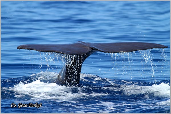 03_sperm_whale.jpg - Sperm whale, Physeter macrocephalus, Uljeura, Mesto - Location: Ponta Delgada, Sao Miguel, Azores