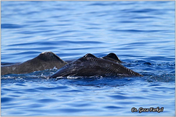 04_sperm_whale.jpg - Sperm whale, Physeter macrocephalus, Uljeura, Mesto - Location: Ponta Delgada, Sao Miguel, Azores