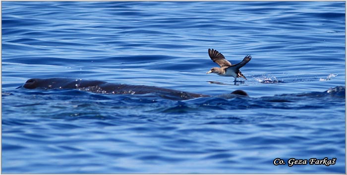 06_corys_shearwater.jpg - Cory's Shearwater, Calonectris diomedea borealis, Mesto - Location: Ponta Delgada, Sao Miguel, Azores