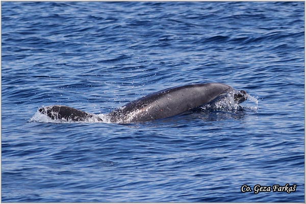 07_bottlenose_dolphin.jpg - Bottlenose dolphin, Tursiops_truncatus, Mesto - Location: Ponta Delgada, Sao Miguel, Azores