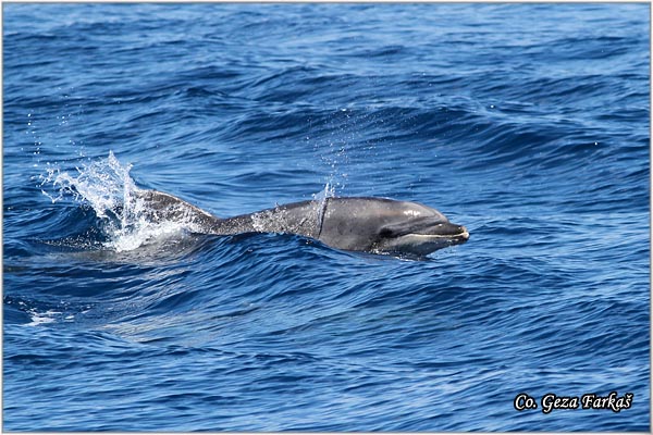 08_bottlenose_dolphin.jpg - Bottlenose dolphin, Tursiops_truncatus, Mesto - Location: Ponta Delgada, Sao Miguel, Azores