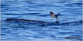 06_corys_shearwater