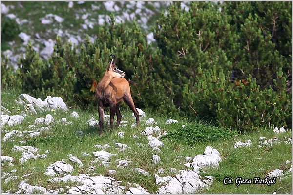 120_chamois.jpg - Chamois, Rupicapra rupicapra, Divokoza, Location: Zelengora, Bosnia and Herzegovina