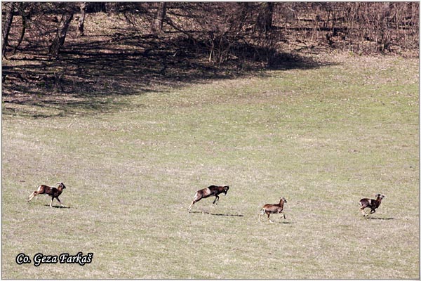 170_european_mouflon.jpg - European mouflon, Ovis musimon, Muflon,  Mesto - Location: Fruka gora - Vorovo, Serbia