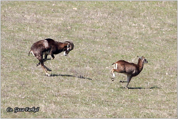 171_european_mouflon.jpg - European mouflon, Ovis musimon, Muflon,  Mesto - Location: Fruka gora - Vorovo, Serbia