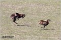 171_european_mouflon