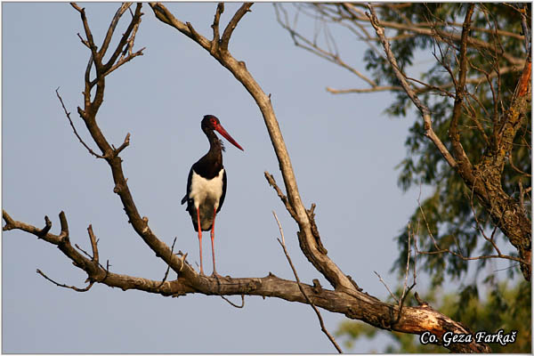 50_black_stork.jpg - Black Stork, Ciconia nigra, Crna roda, Location: Koviljski rit, Serbia