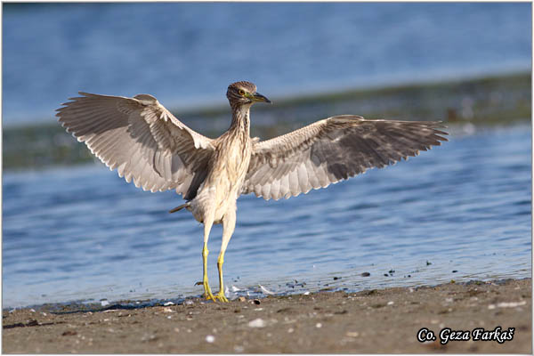 53_night_heron.jpg - Night Heron, Nycticorax nycticorax, Gak, Location: Koviljski rit, Serbia