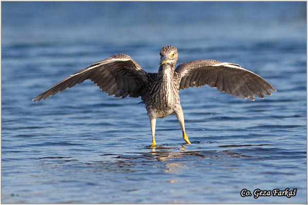 54_night_heron.jpg - Night Heron, Nycticorax nycticorax, Gak, Location: Koviljski rit, Serbia