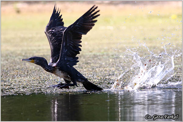 59_cormorant.jpg - Cormorant, Phalacrocorax carbo, Veliki kormoran, Mesto - Location: Koviljski rit, Serbia