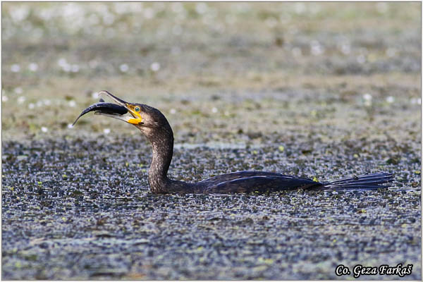 61_cormorant.jpg - Cormorant, Phalacrocorax carbo, Veliki kormoran, Mesto - Location: Koviljski rit, Serbia