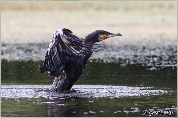 62_cormorant.jpg - Cormorant, Phalacrocorax carbo, Veliki kormoran, Mesto - Location: Koviljski rit, Serbia