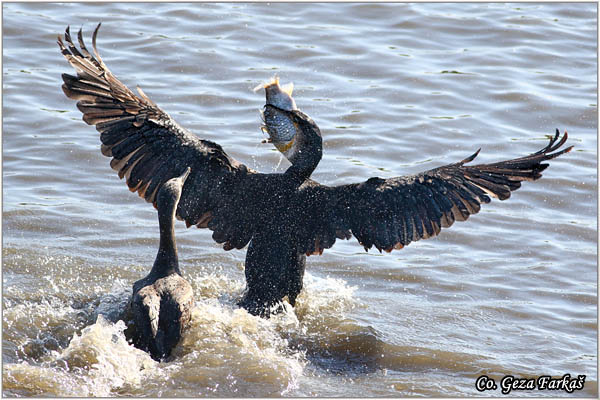 63_cormorant.jpg - Cormorant, Phalacrocorax carbo, Veliki kormoran, Mesto - Location: Koviljski rit, Serbia