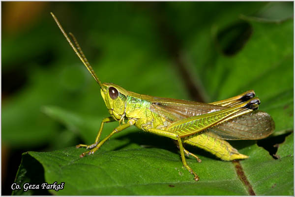 73_chrysochraon_dispar.jpg - Chrysochraon dispar,Veliki zlatni skakavac, Mesto - Location: Tara, Serbia