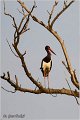 48_black_stork