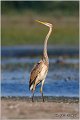 51_purple_heron