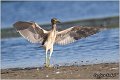 53_night_heron