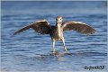 54_night_heron