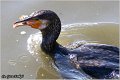 64_cormorant