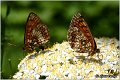 87_heath_fritillary