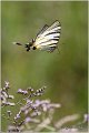 89_scarce_swallowtail