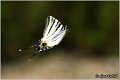90_scarce_swallowtail