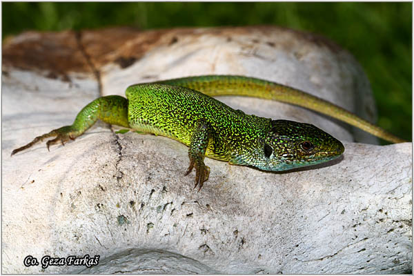 06_european_green_lizard.jpg - European Green Lizard, Lacerta viridis, ZelembaÄ, Mesto - Location: Deliblatska peÅ¡Äara, Serbia