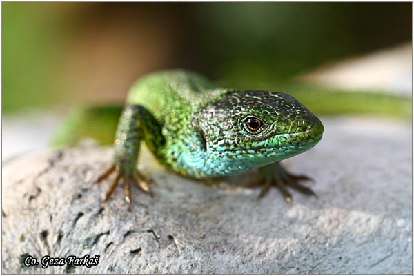 07_european_green_lizard.jpg - European Green Lizard, Lacerta viridis, ZelembaÄ, Mesto - Location: Deliblatska peÅ¡Äara, Serbia
