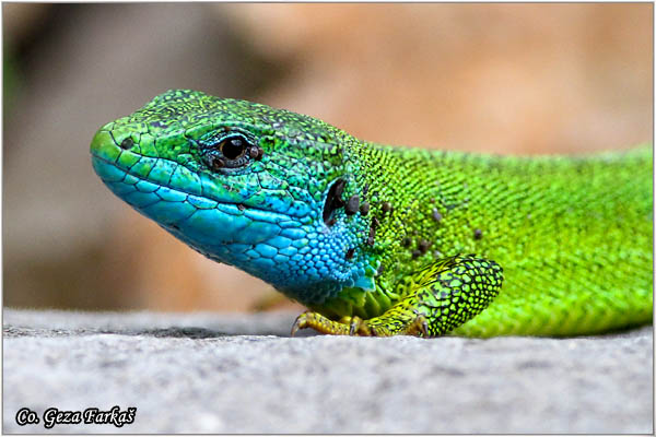09_european_green_lizard.jpg - European Green Lizard, Lacerta viridis, Zelembaæ, Mesto - Location: Deliblatska peèara, Serbia