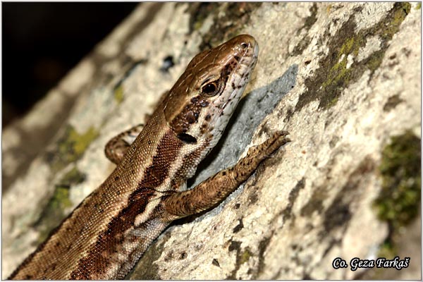 24_wall_lizard.jpg - Wall Lizard, Lacerta muralis