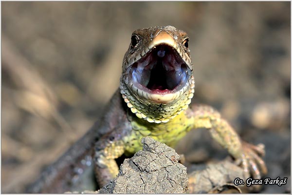 30_sand_lizard.jpg - Sand Lizard,  Lacerta agilis