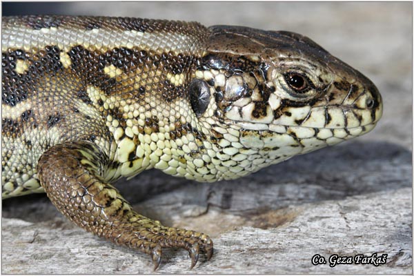 31_sand_lizard.jpg - Sand Lizard,  Lacerta agilis, Livadski guter, Location - Mesto: Novi Sad, Serbia