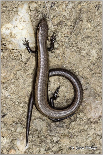 40_juniper_skink.jpg - Juniper skink or Snake-eyed skink, Ablepharus kitaibelii,  Kratkonogi guter Location - Mesto: Fruka Gora, Serbia