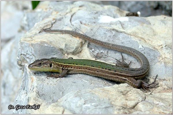 50_dalmatian_wall_lizard.jpg - Dalmatian Wall Lizard, Podarcis melisellensis, KraÅ¡ki guÅ¡ter,  Location - Mesto: Herzeg Novi, Montenegro