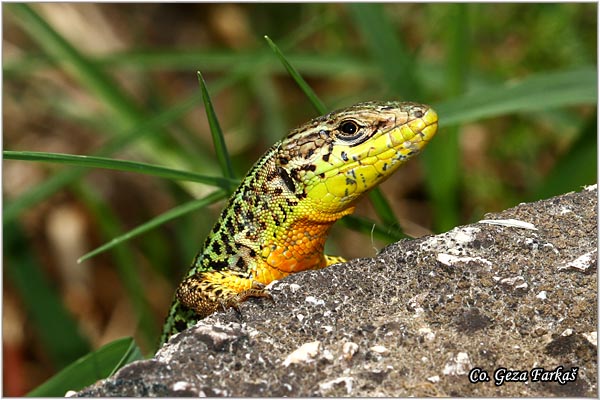 51_dalmatian_wall_lizard.jpg - Dalmatian Wall Lizard, Podarcis melisellensis, KraÅ¡ki guÅ¡ter,  Location - Mesto: Herzeg Novi, Montenegro