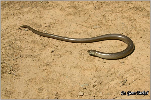 73_slow_worm.jpg - Slow-worm,  Anguis fragilis